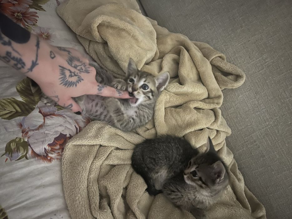 Раздам игривых котят