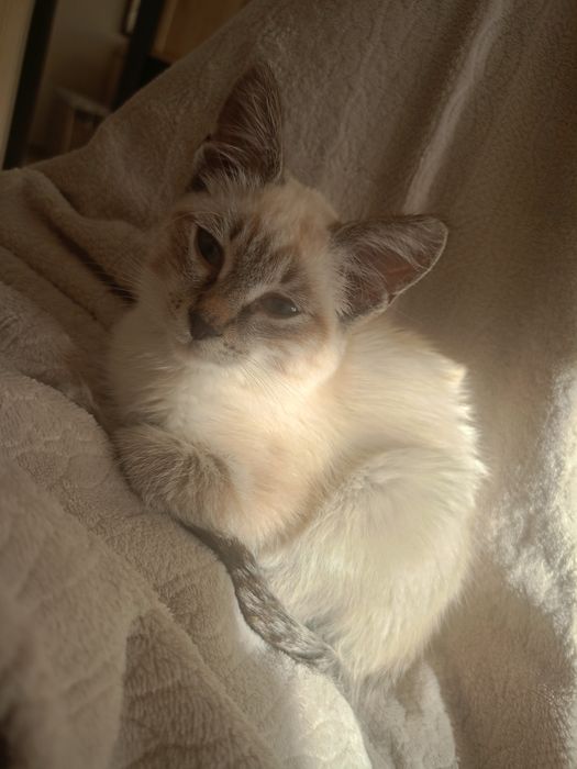 Отдам котёнка в хорошие руки
