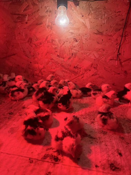 Цыплята суточные