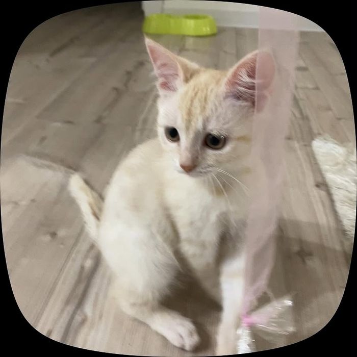 Отдам котёнка в добрые руки