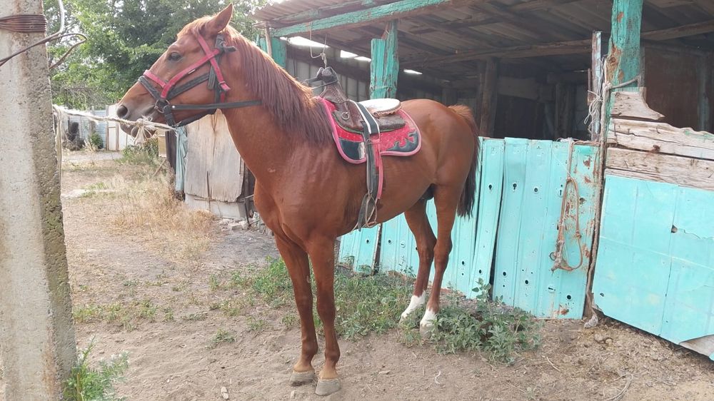 Бәйгеге шабатын Айғыр