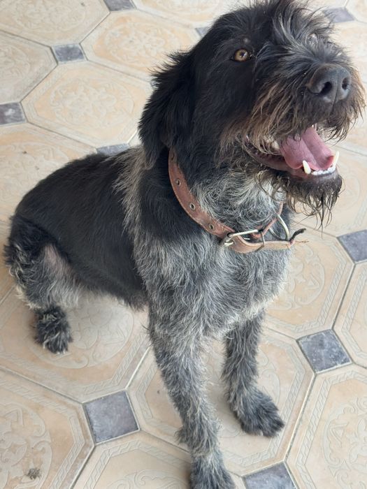 Вязка. Дратхаар ищет невесту себе.