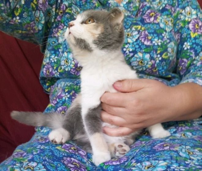 Шотландский вислоухий котёнок
