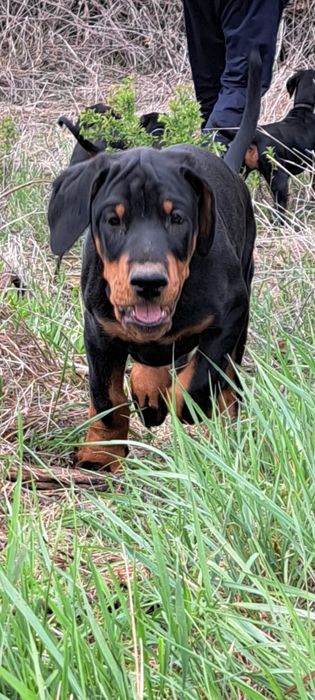 Doberman puppy cauta casa