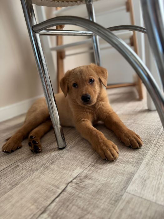 Отдам щенка лабрадора