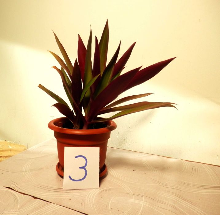 Rhoeo discolor (Bărcuța cu crini sau Bârfa babelor)