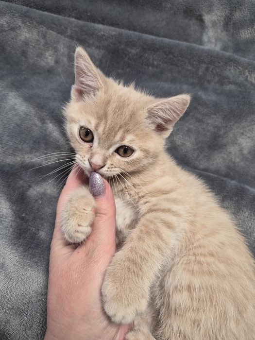 Британско мъжко коте