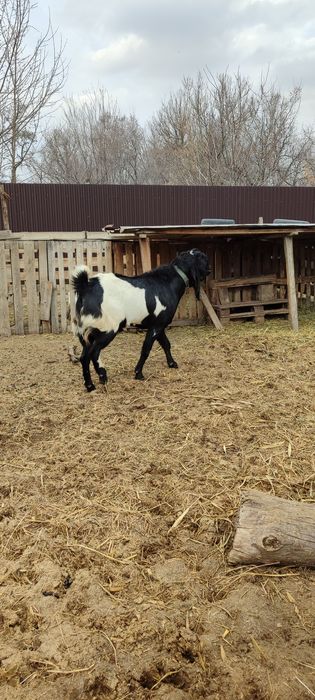 БиталоКамориНуб козел