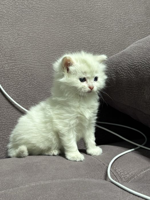 Крысыловка  котенок