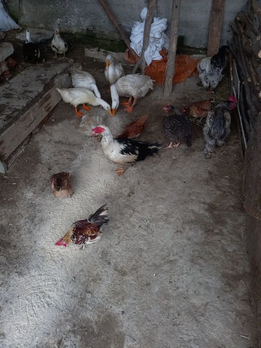 Vând gâini Brahms și rate mai multe rase