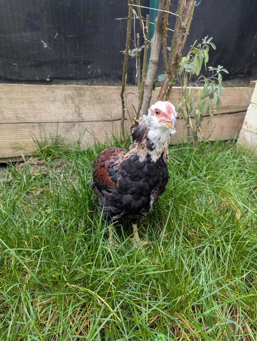 De vânzare cocos araucana