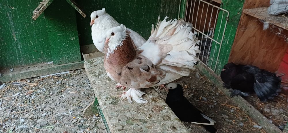 Porumbei voltați , voltati indieni ,, voiajori. Satineti și jucători.