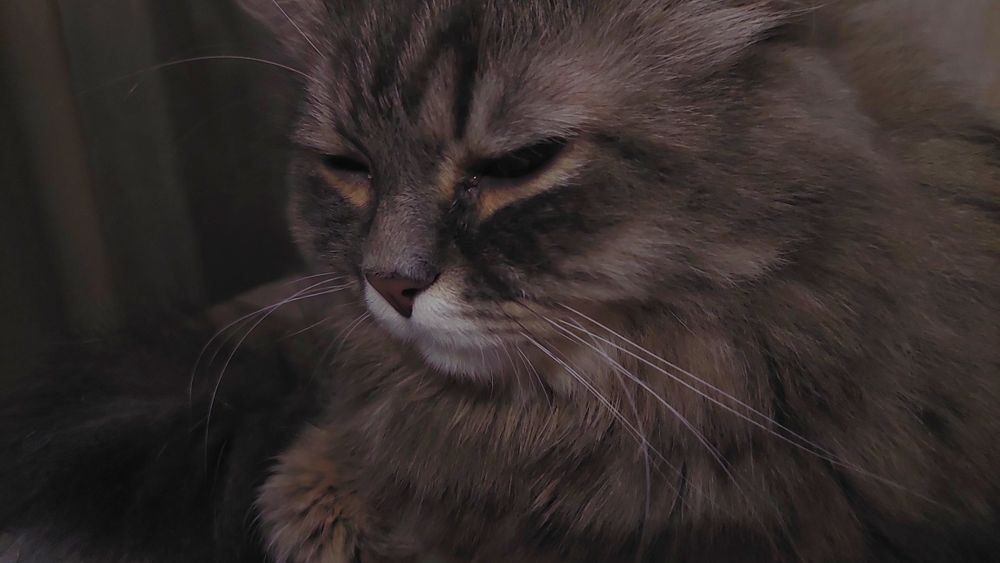 Отдам КОТА в добрые руки