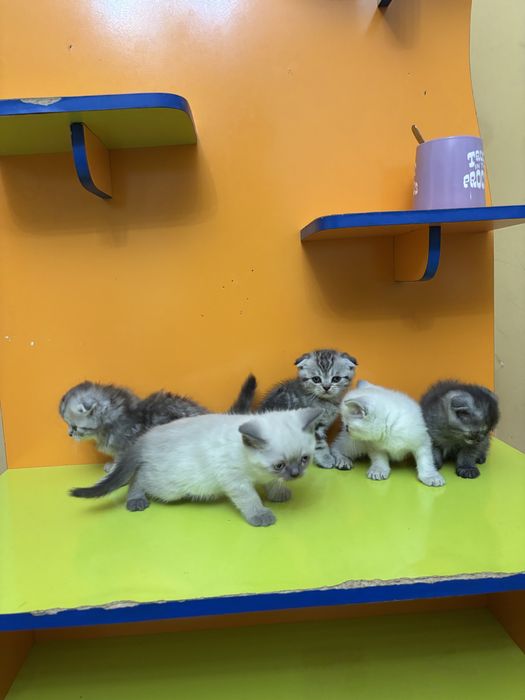 Шотландские котята