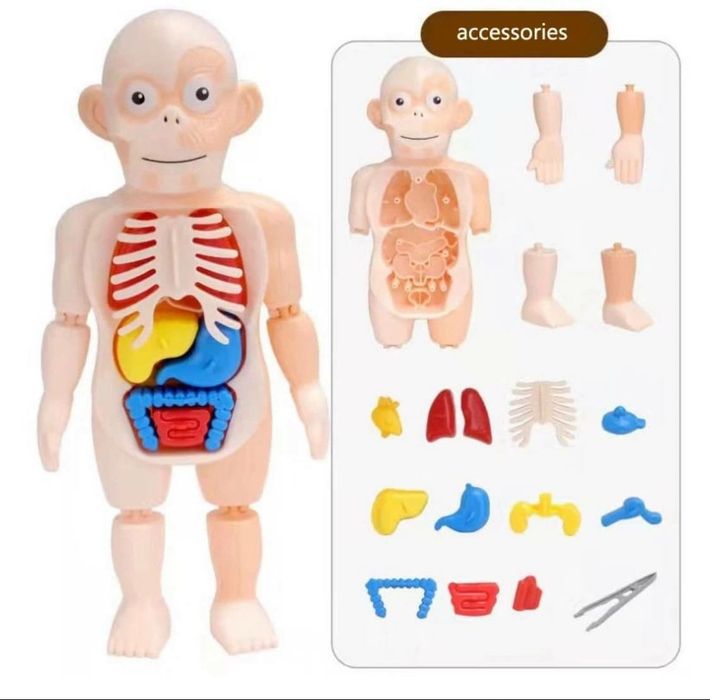 3D inson tanasi anatomiyasi modeli bolalar uchun