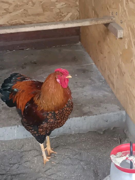 Cocosi Wyandotte argintiu și GSG