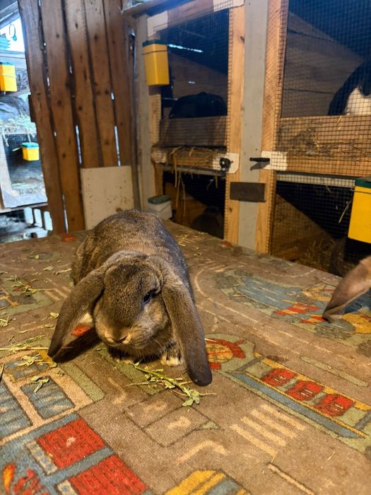 Masculi berbec german