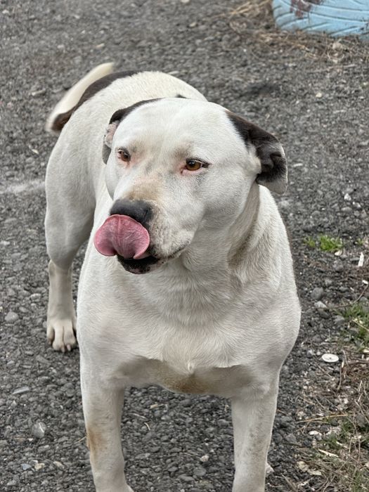 Питбуль, привитый, срочно продам