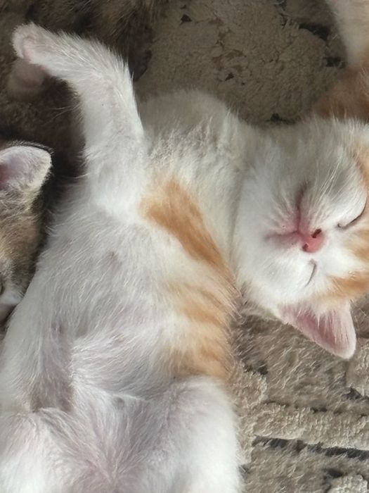 Отдаю котят в добрые руки