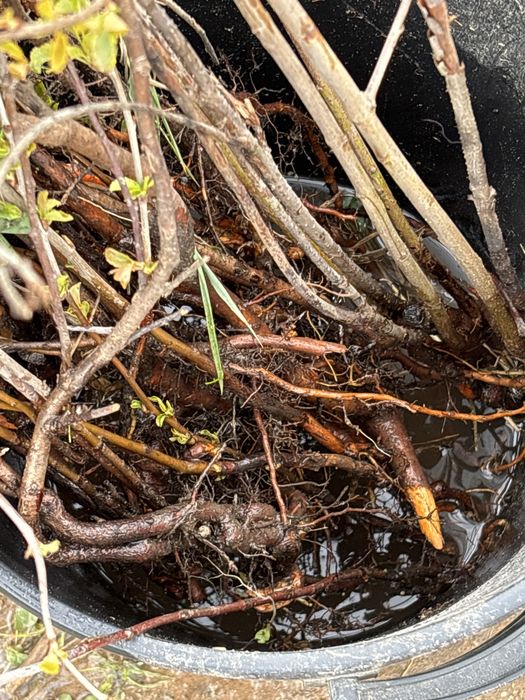 Вишня рассада по 400 тен