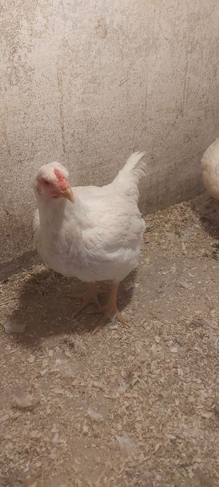 Disponibile gaini și cocos combatant indian