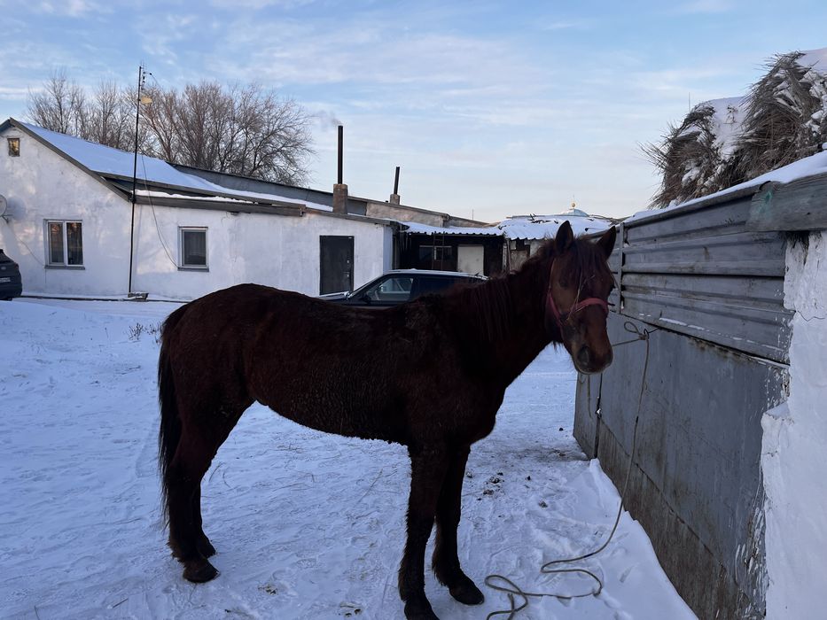 Продаётся лошадь мерин