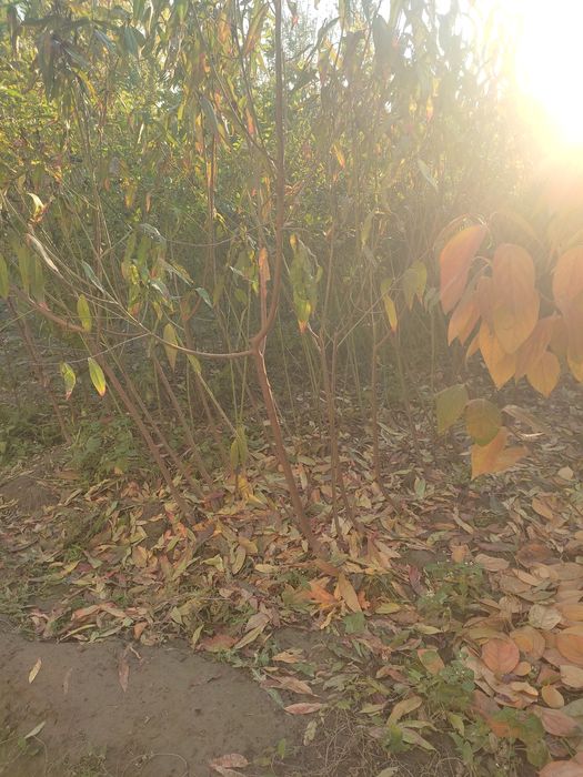 Xar xil turdagi mevali manzarali kochatlar