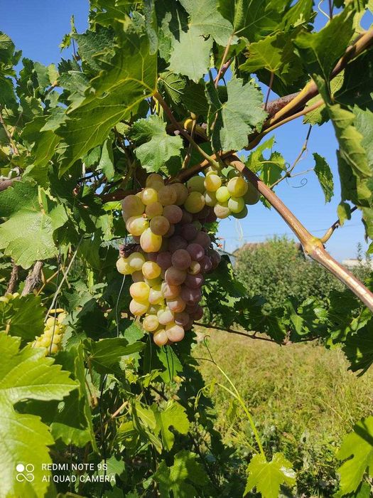 Продам дачу Подснежник2