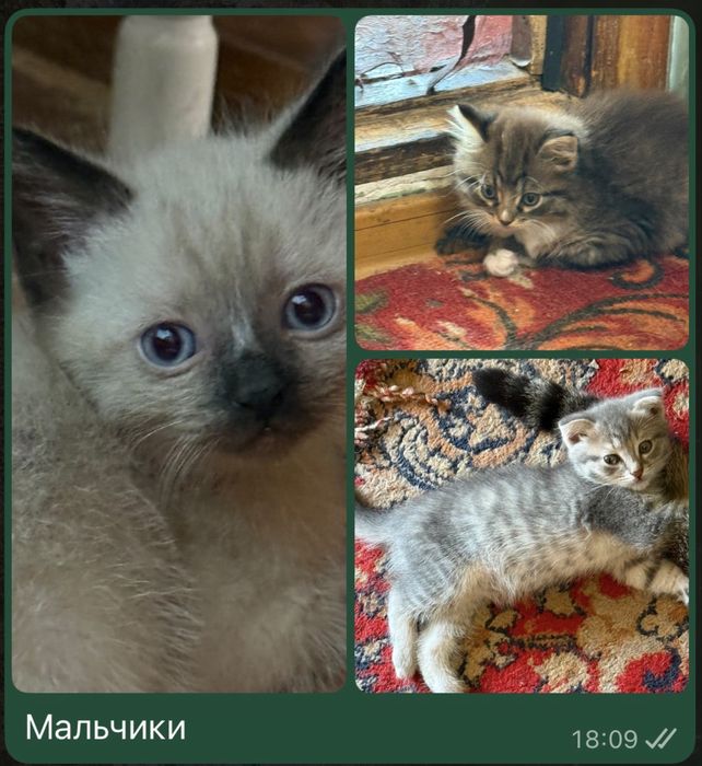 Домашние котята