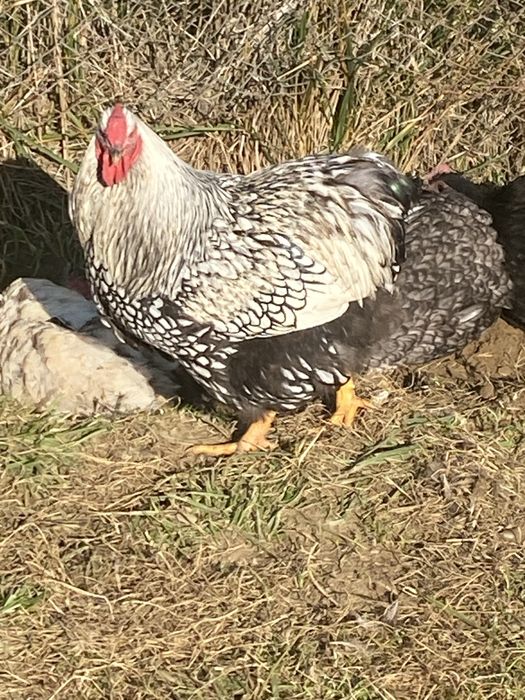 Cocosi Australorp si Wiandotte argintiu
