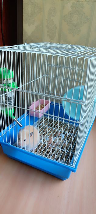 Продаётся хомяк сирийский с клеткой.
