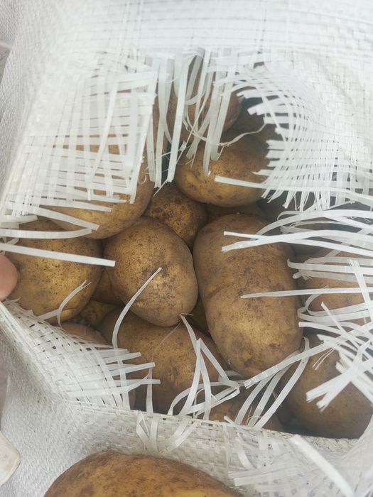 Картошка сорт Гала