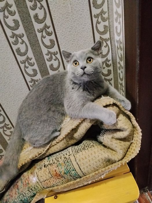 Продажа котёнок 5 месяцев