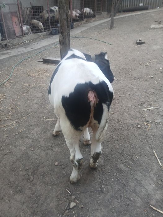 Vaca gestanta cu vitea de 4 luni
