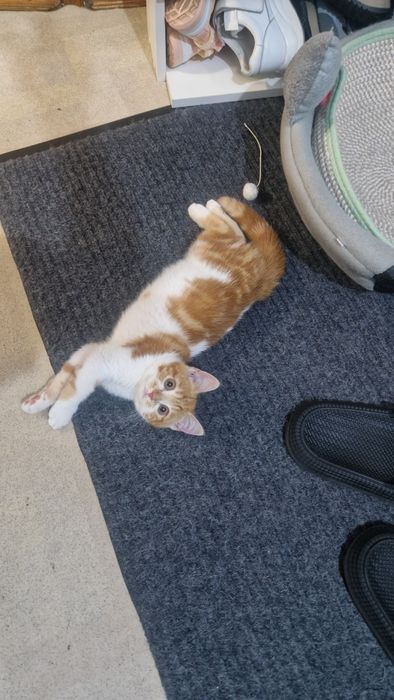 Котенок ищет семью.
