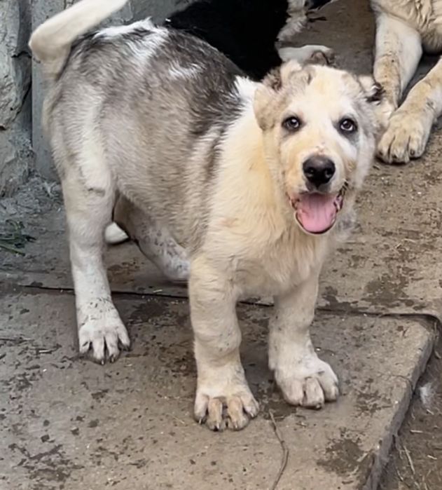 Продам щенков !Кушык сатылады!