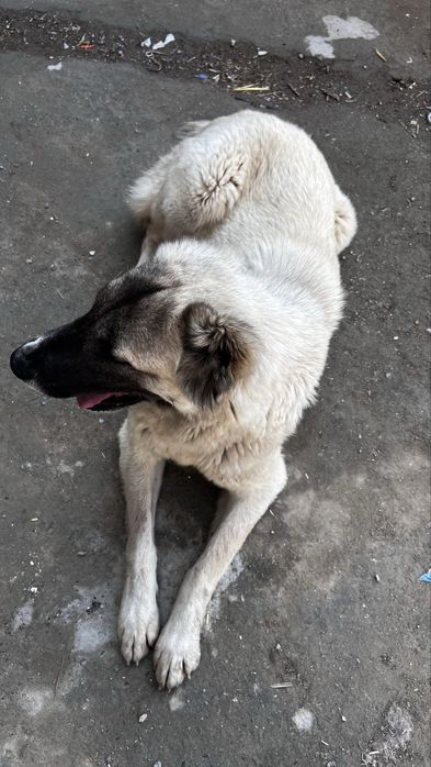 Qoʻy kuchuk sotiladi srochna