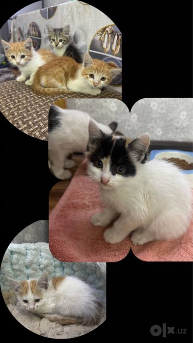 Ищем Семьи Котятма