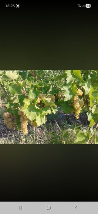 Vand struguri de vin