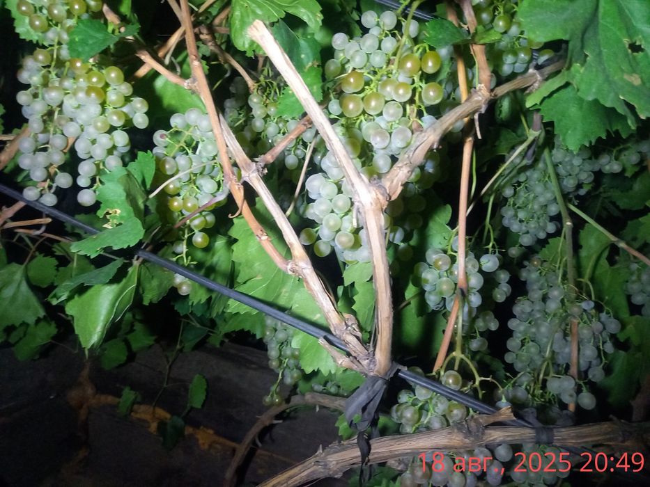 Продам саженцы  винограда .