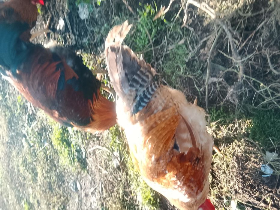 Продам домашних петушков