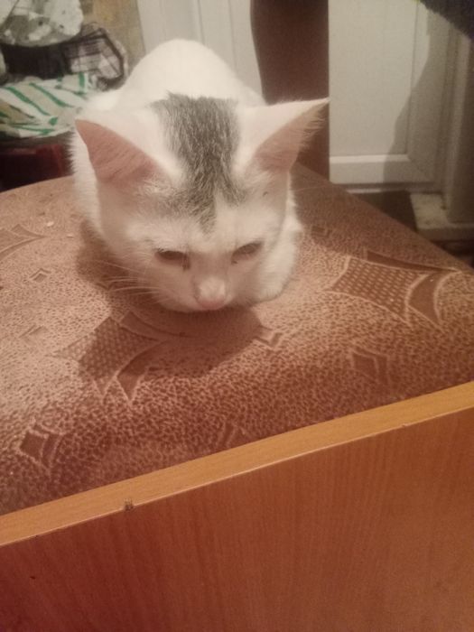 Кот 1год отдам в хорошие руки