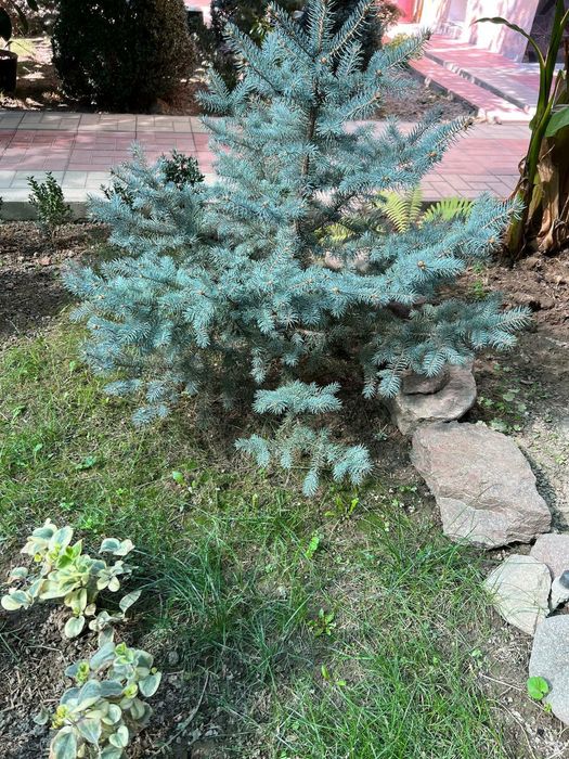 Archa sotiladi.Yunusobod