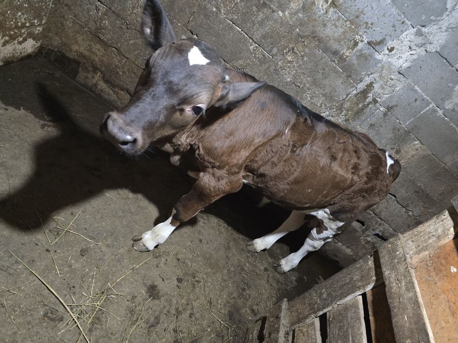 Vând vițel are 2 luni jumate