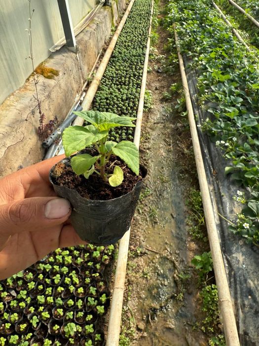 Трасса учун гуллар