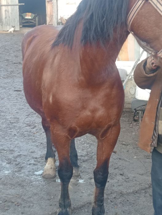 Vând sau schimb iapa semi grea