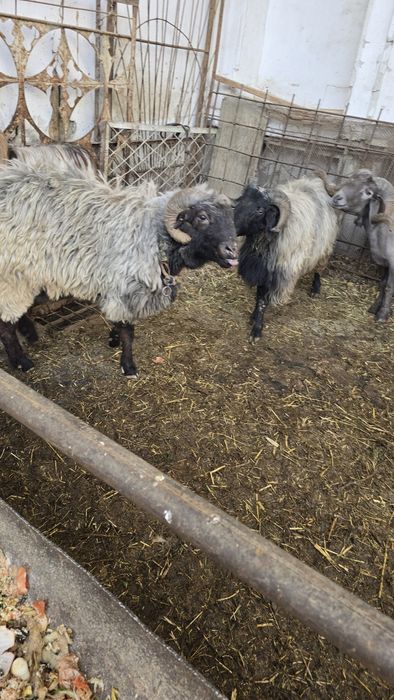 Qo'lar sotiladi.lllllll