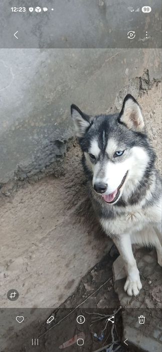 Xaski toza paroda  kuchu sotiladi