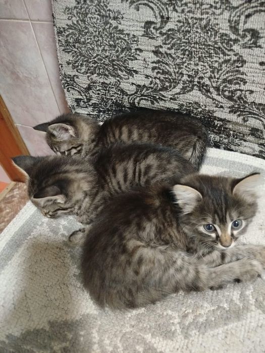 Отдам котят в хорошие руки