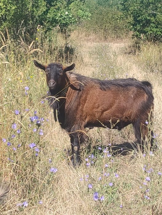 Vând țapi alpini cu anglonubian